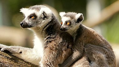 Ein Blick hinter die Kulissen: Gewinne eine exklusive Backstage-Führung im Tiergarten Schönbrunn