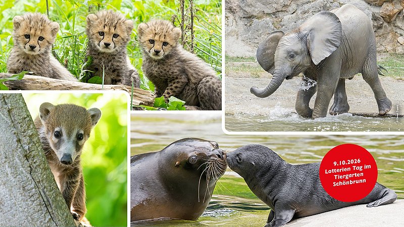 Tiere, die im Tiergarten Schönbrunn zu sehen sind wie Geparden oder ein Elefantenjunges