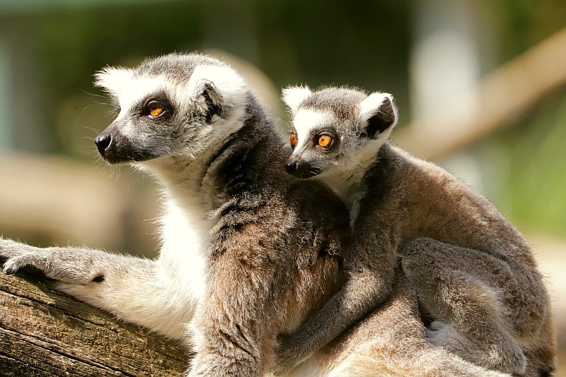 Kattas, eine Affenart, im Tiergarten Schönbrunn